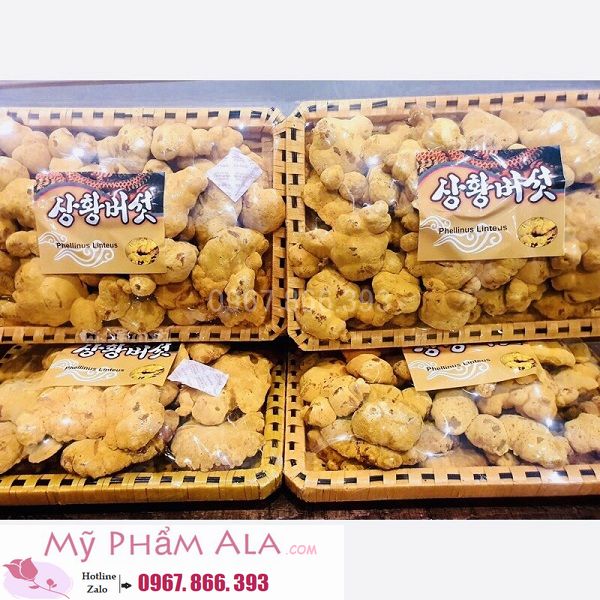 nam-thuong-hoang-vang-co-tot-khong-600x600